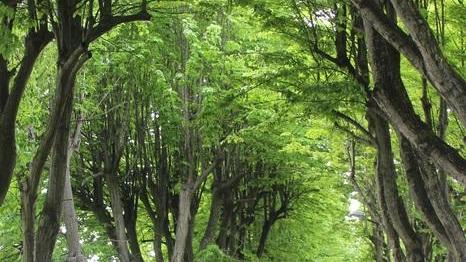 Viale Apua sempre aperto nel weekend