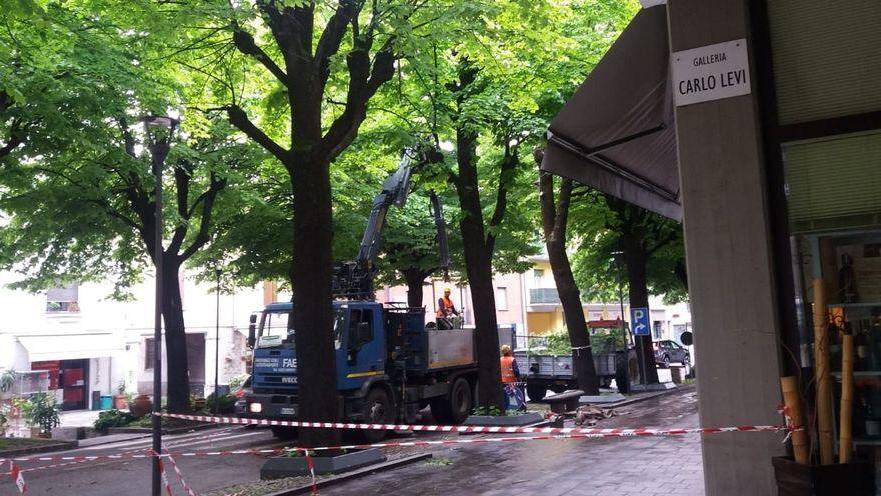 Via al taglio di 15 tigli in centro Legambiente: «Perché ora?»