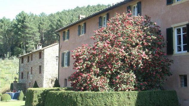 Fioritura delle camelie a rischio per un fungo