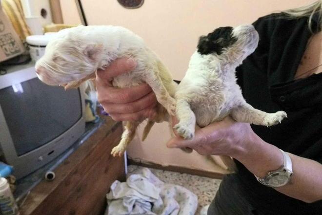 Gettano cinque cuccioli nel cassonetto, li salva una studentessa 