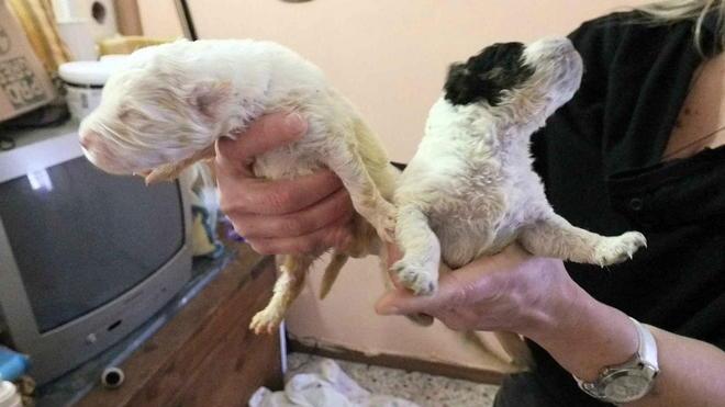 Gettano cinque cuccioli nel cassonetto, li salva una studentessa