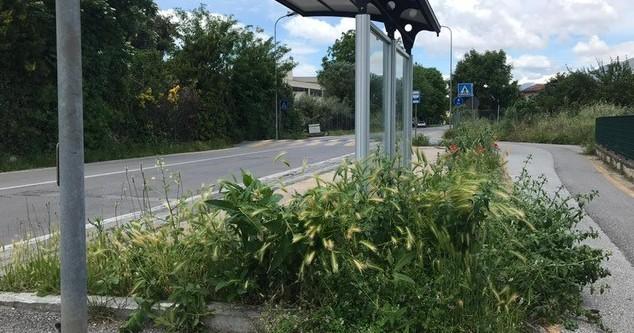 Incuria alla pensilina del bus