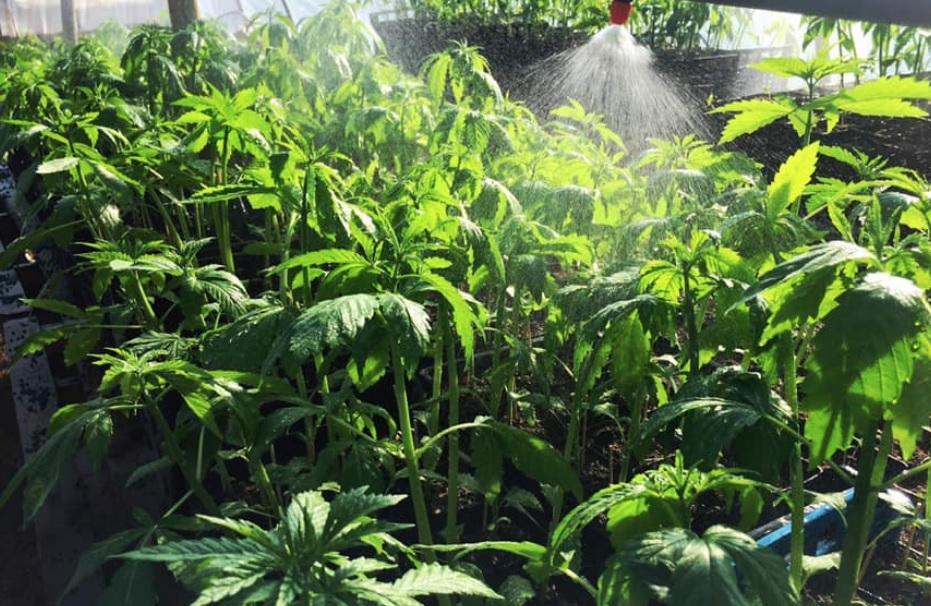 Cannabis light, il boom della canapa in Maremma: l'attesa è per la filiera locale 