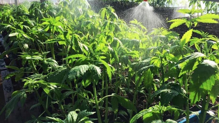 Cannabis light, il boom della canapa in Maremma: l'attesa è per la filiera locale