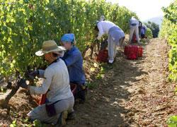 Le aziende vinicole rischiano la crisi per colpa dell’Imu 