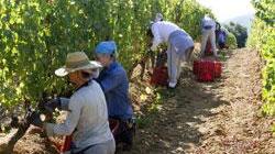 Le aziende vinicole rischiano la crisi per colpa dell’Imu