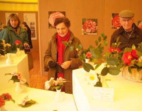 Apre stamani la mostra delle camelie