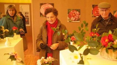 Apre stamani la mostra delle camelie