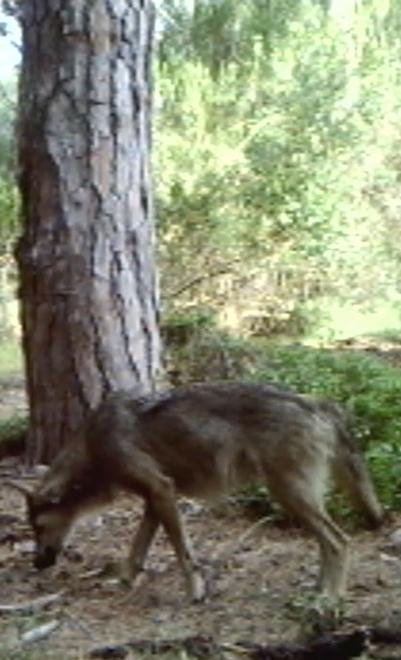 Lotta al randagismo Dalle fototrappole ai microchip gratis per i cani dei pastori 