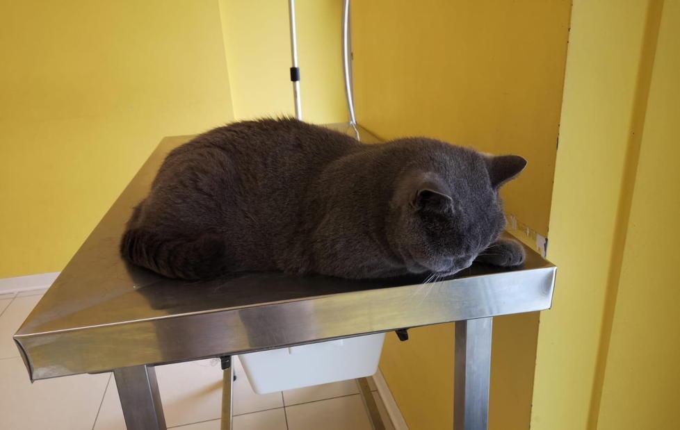 Un altro gatto ferito a colpi di carabina:è il secondo nella stessa zona 