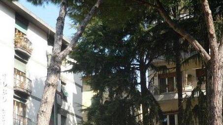 Pericolante il pino della Venere