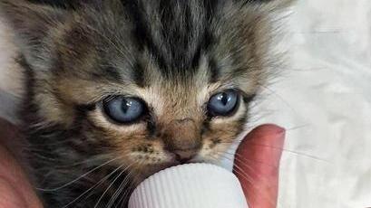 La “ gattara” è giovane studia, ha tanti amici e fa le notti in bianco per allattare i cuccioli