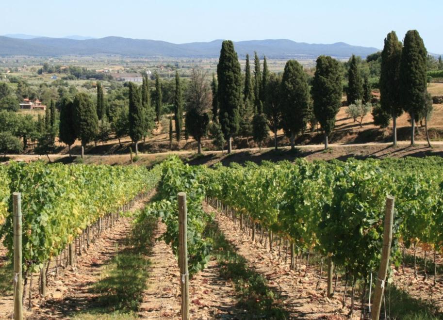 Museo del vino della Val di Cornia: dai primi passi nel 1980 all’arrivo di Veronelli 