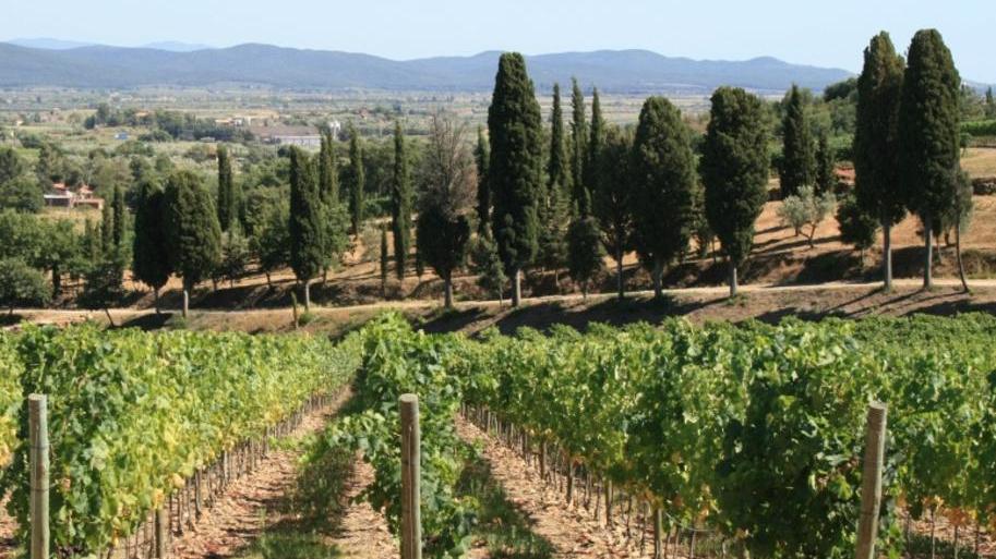 Museo del vino della Val di Cornia: dai primi passi nel 1980 all’arrivo di Veronelli