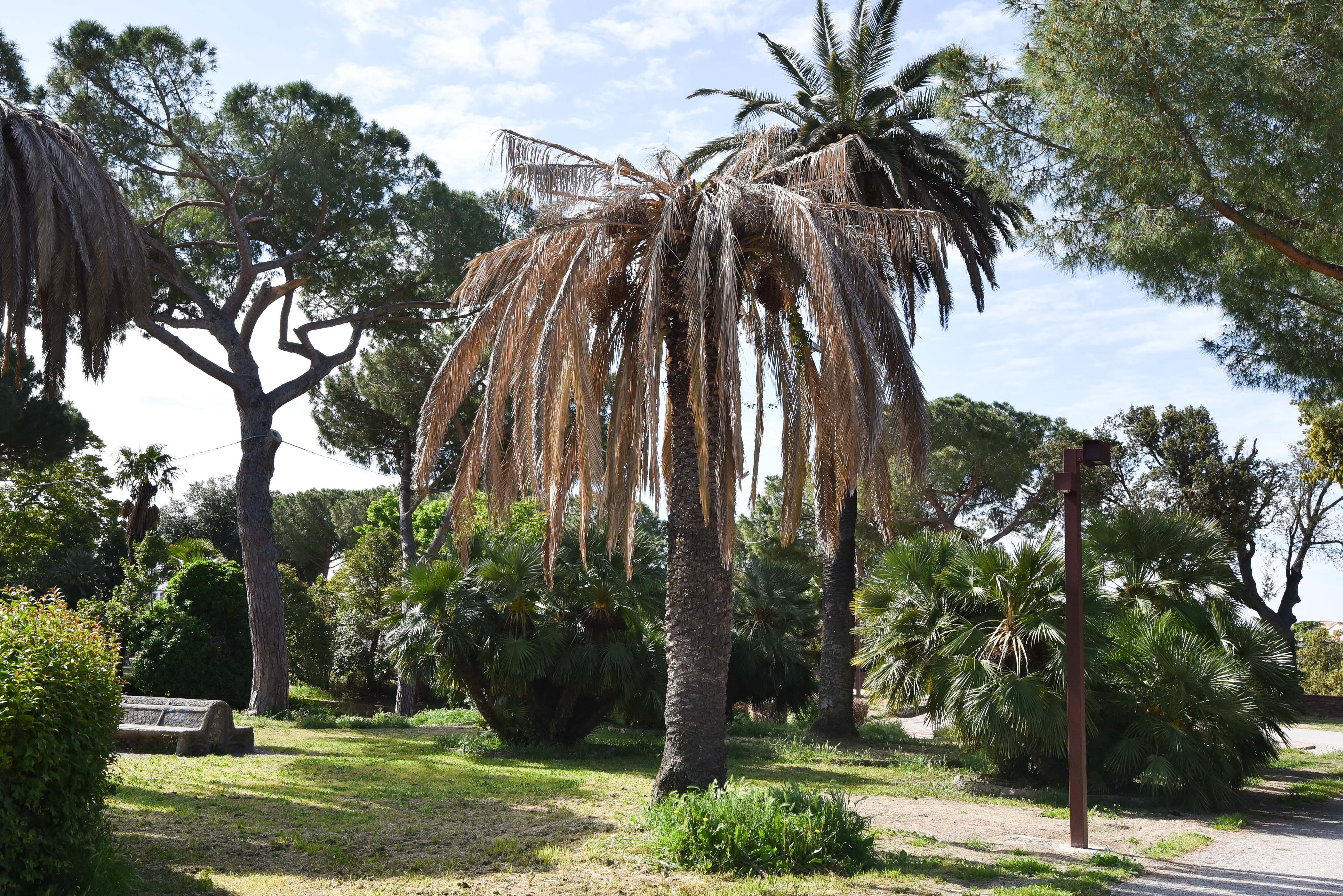 Giù le palme morte, ma il problema restano quelle "infestate"
