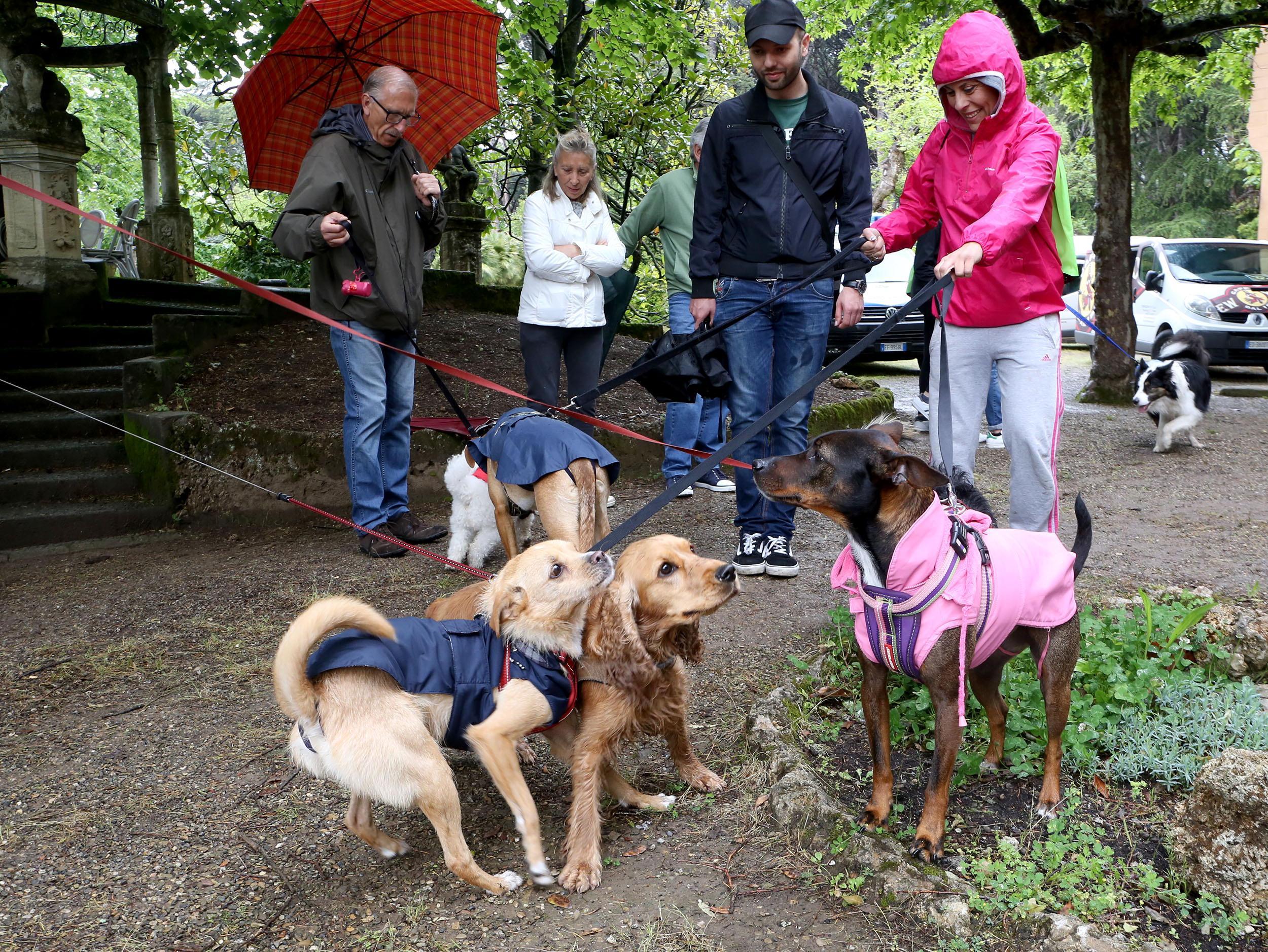 Passeggiata canina nel parco delle Tamerici (Foto Nucci)
