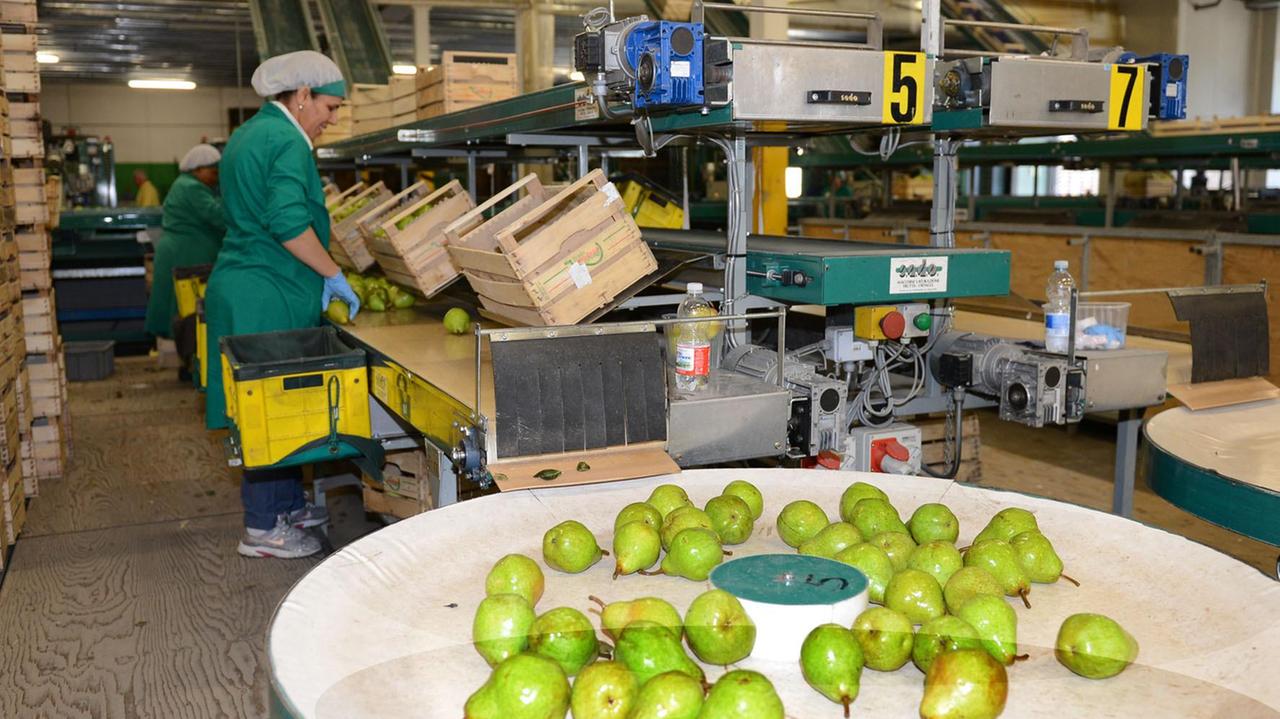 Modena, pere e ciliegie sarà crollo della produzione