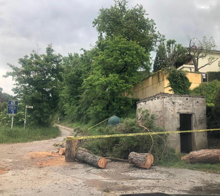 I resti dell’albero caduto lungo la strada a Calcinaia