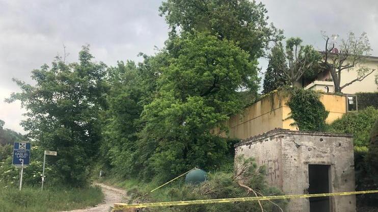 I resti dell’albero caduto lungo la strada a Calcinaia