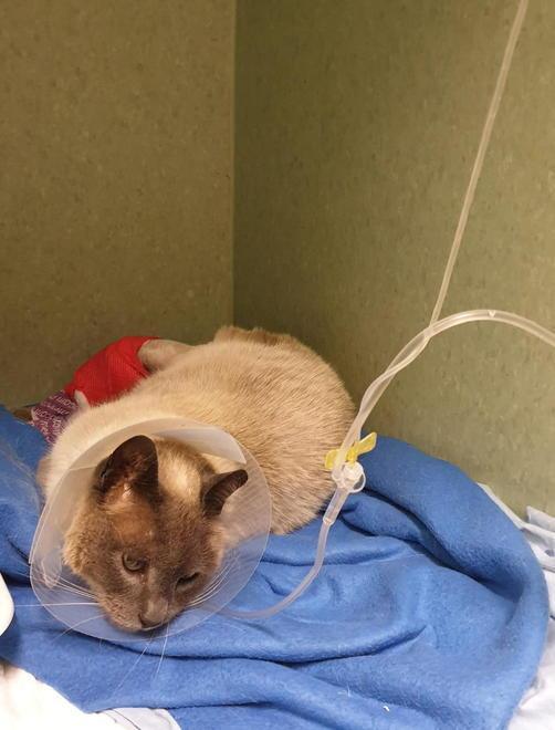 Il gatto ferito dai colpi di carabina rischia di perdere la zampa