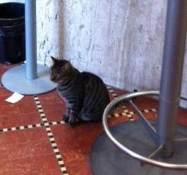Il gatto-postino sentinella dell’ufficio