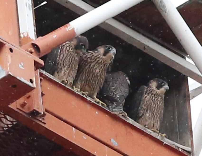 Sono nati quattro piccoli nel nido dei falchi pellegrini 