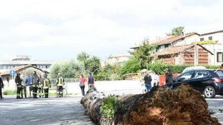 Manutenzione alle piante dai proprietari dei terreni