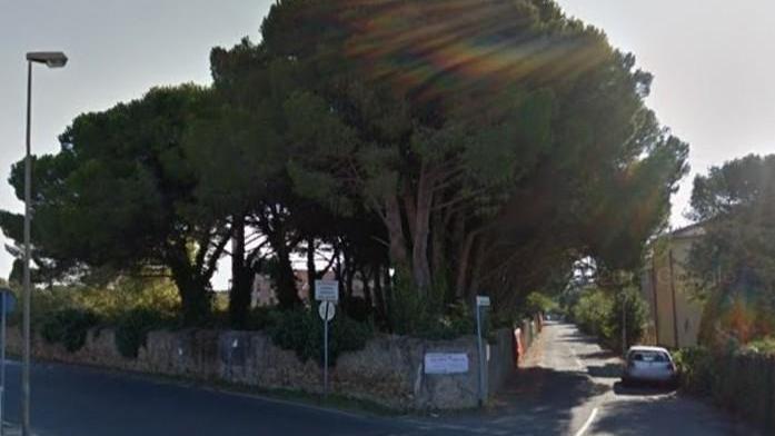 «La riqualificazione dell’area va bene ma tutti quei pini potevano essere salvati»