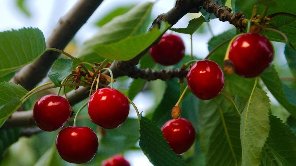 Una tira l’altra e ci rendono belli Le ciliegie elisir anti-vecchiaia