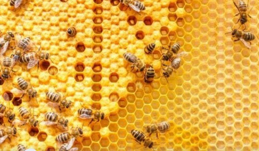 Miele in crisi per il maltempo, la pioggia fa crollare la produzione