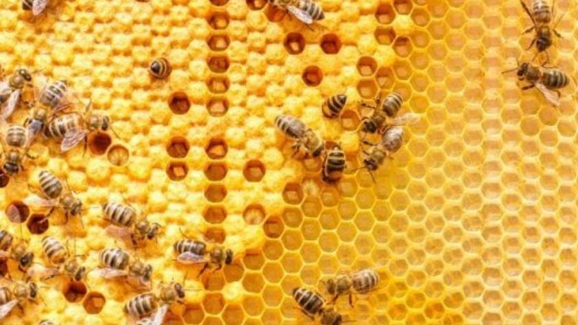 Miele in crisi per il maltempo, la pioggia fa crollare la produzione