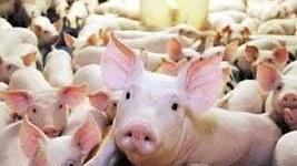 Prosciutti Dop con i maiali danesi Il Consorzio replica «Siamo parte lesa»