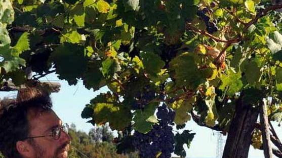 Weekend di cantine aperte tra buon vino e passeggiate