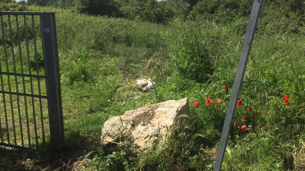 Raid notturni di ladri e vandali sulle sponde del Massaciuccoli 