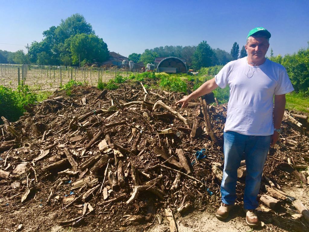 Cigarini davanti alla piante di pero malate