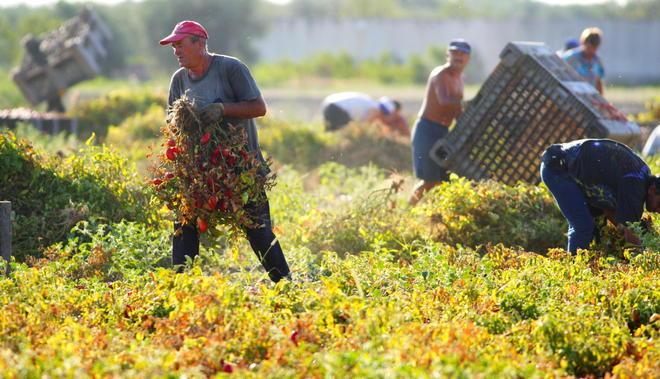 Benedettini racconta le industrie agricole e la vita a Venturina