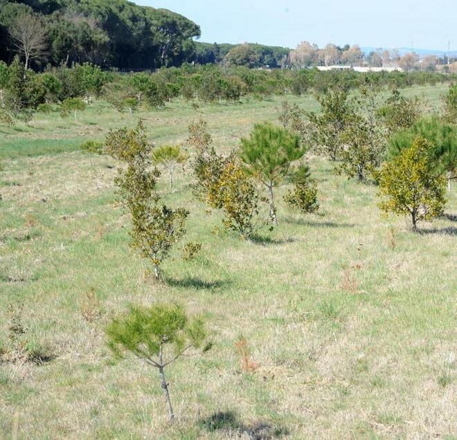 Pineta, il raddoppio è ok. Sostituite le piante morte 