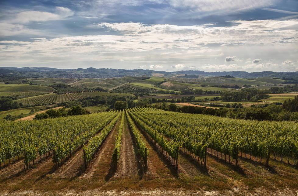 Una magnifica veduta dei vigneti di Badia di Morrona