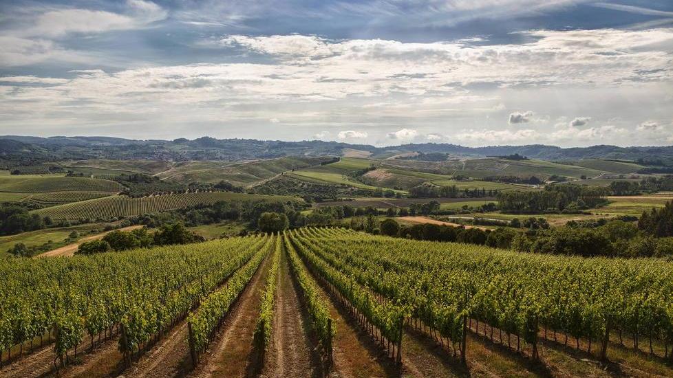 Una magnifica veduta dei vigneti di Badia di Morrona