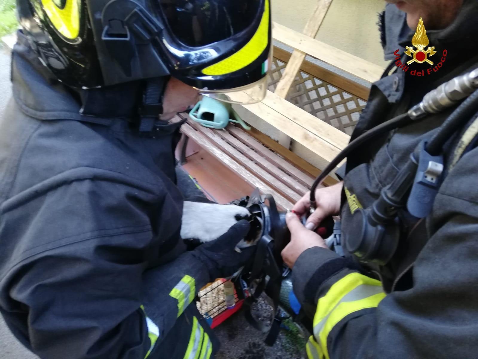 L'intervento dei vigili del fuoco per aiutare il criceto