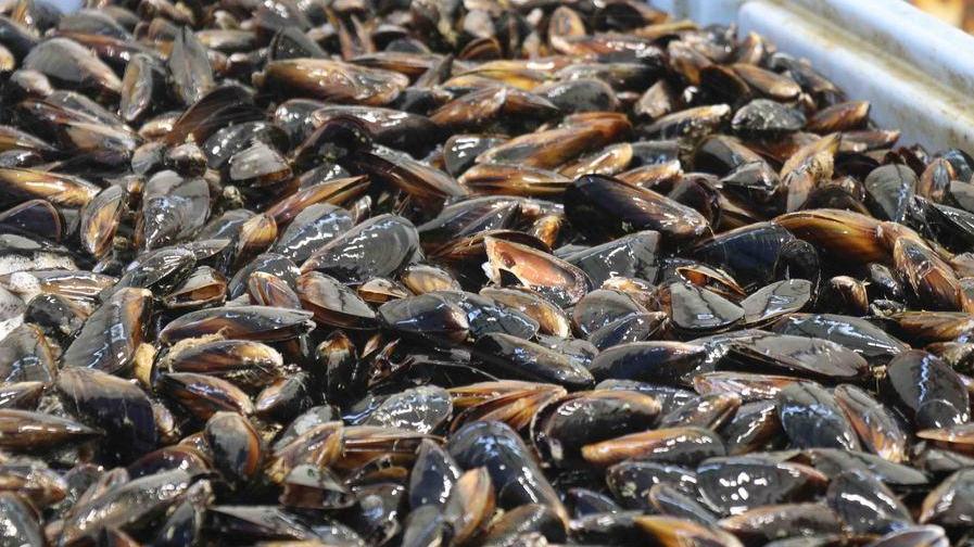 La cozza Dop portata in trionfo Nel Delta del Po è caratteristica