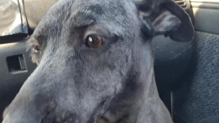 Il cane Sam dopo le cure