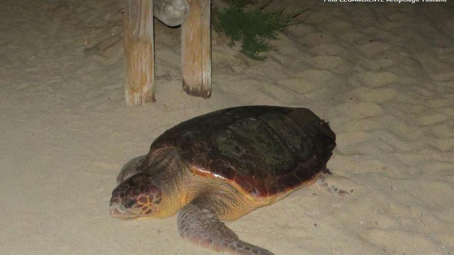 Una tartaruga a Marina di Campo