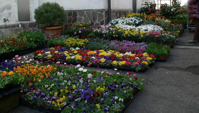 Non solo tartufo: Cigoli si prepara alla festa tra i fiori