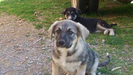Due cuccioli in attesa di adozione