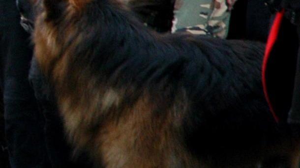 «Sbagliato non dotare gli agenti di armi»