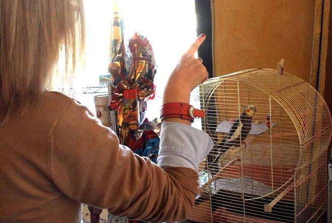 La pappagallina canta Vecchio scarpone