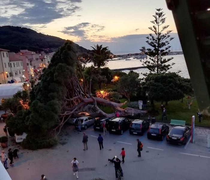 Il pino caduto a Marciana Marina