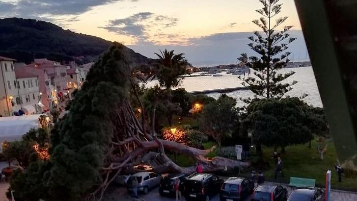 Il pino caduto a Marciana Marina