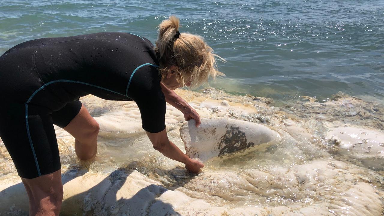 Il sopralluogo effettuato per identificare la carcassa di cetaceo spiaggiato a Collelungo